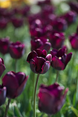 Tulips in garden in sunny day. Spring flowers. Gardening. 