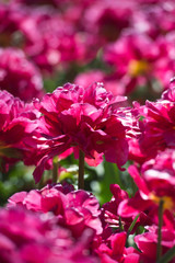 Naklejka premium Tulips in garden in sunny day. Spring flowers. Gardening.