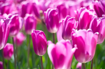 Tulips in garden in sunny day. Spring flowers. Gardening.