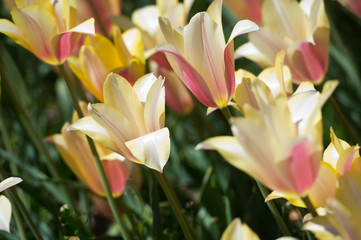 Tulips in garden in sunny day. Spring flowers. Gardening. 