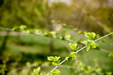 Twig with green petals