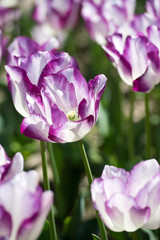 Tulips in garden in sunny day. Spring flowers. Gardening. Variety Affair.