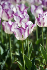 Tulips in garden in sunny day. Spring flowers. Gardening. Variety Affair.