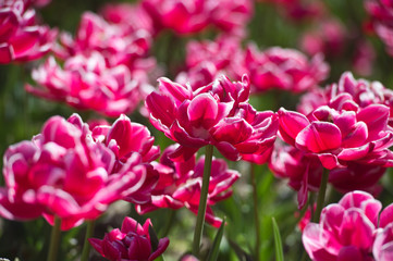 Tulips in garden in sunny day. Spring flowers. Gardening. 