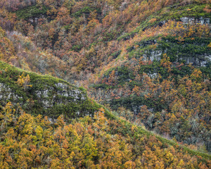 Quarts of quartzite covered with heather and forest