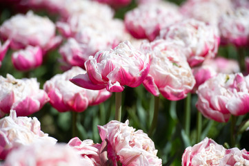 Tulips in garden in sunny day. Spring flowers. Gardening. 