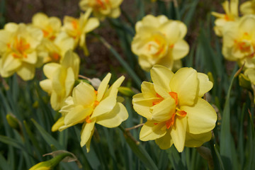 background summer flowers daffodils yellow flower bed