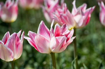 Fototapeta na wymiar Tulips in garden in sunny day. Spring flowers. Gardening. Variety Ballande Chic.