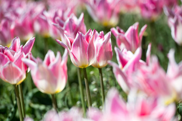 Fototapeta na wymiar Tulips in garden in sunny day. Spring flowers. Gardening. Variety Ballande Chic.