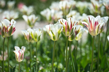 Tulips in garden in sunny day. Spring flowers. Gardening. Variety flaming springgreen.