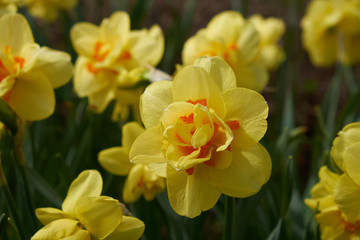 background summer flowers daffodils yellow flower bed