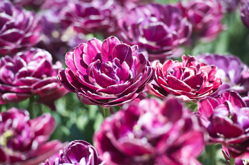 Tulips double in garden in sunny day. Spring flowers. Gardening. Dream Touch.
