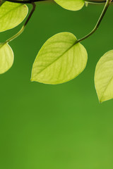 Leaves on a green background