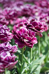 Fototapeta premium Tulips double in garden in sunny day. Spring flowers. Gardening. Dream Touch.