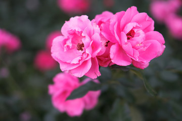 Obraz premium Beautiful colorful pink roses in the garden. Stock background for design