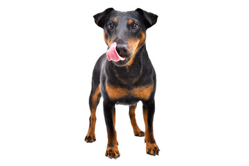 Fototapeta premium Funny dog breed Jagdterrier standing licking tongue isolated on white background