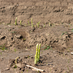 Spargelstangen wachsen auf dem Feld. Standort: Deutschland, Nordrhein-Westfalen, Heiden