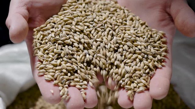 whole grains of malt in hands of man, close-up view, human is showing grist for camera
