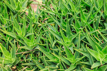 Fototapeta premium Plants in nature, in the natural environment. Cactus in the garden, park, under the open sky. Morocco