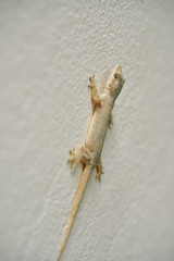 Lizard on the white bedroom wall