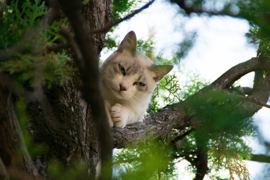 Cranky white cat between the branches on a tree