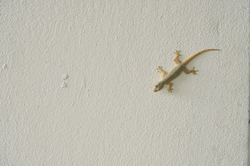 Lizard on the white bedroom wall