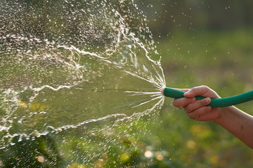 Women hand holding a green PVC rubber hose, watering vegetables in the garden in the evening after...