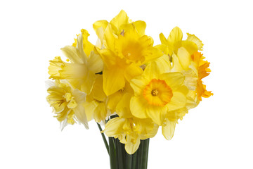 Spring bouquet of daffodils isolated on white background.