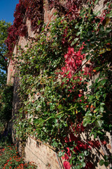 city wall with colorful leaves in Donauworth, Germany