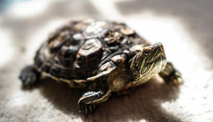 Beautiful home turtle crawling around the house. Pet study apartment. Stock photo