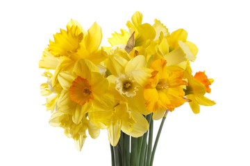 Spring bouquet of daffodils isolated on white background.