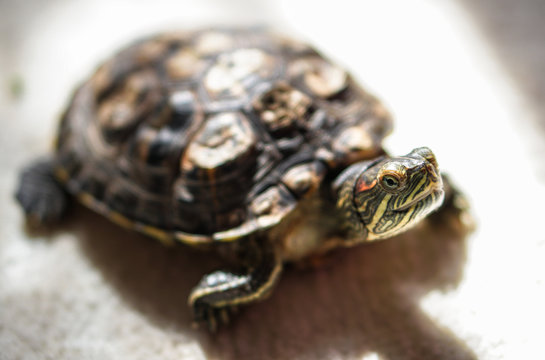 Beautiful home turtle crawling around the house. Pet study apartment. Stock photo