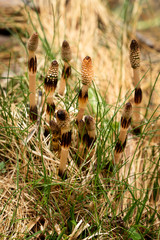 The flowering of horsetail Equisetum Arvense 