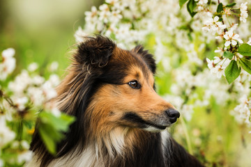 Sheltie dog under a little apple tree