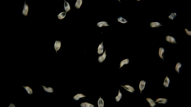 The colony of plankton rotifers Rotifera Keratella Cochlearis, distributed throughout the world, both in salt and freshwater, has a similar protective outer cuticle shell, reproduction in this species