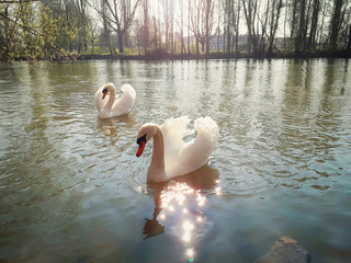Closeup of two beautiful majestic white swans floating on the river in a sunny spring morning in Strasbourg, France