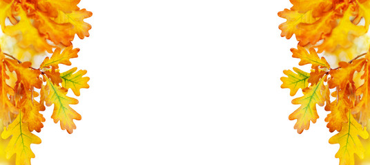 Obraz premium Yellow oak leaves on white background isolated close up, autumn golden foliage decorative border, fall oak tree branch frame, back to school banner concept, autumnal corner design element, copy space