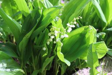 Scented lilies of the valley bloomed in the forest in spring