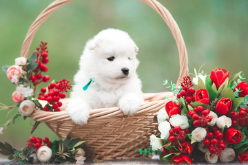 Samoyed little puppy