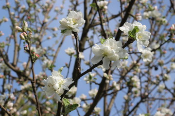  Apple trees bloom with white and gently pink flowers on a sunny spring day