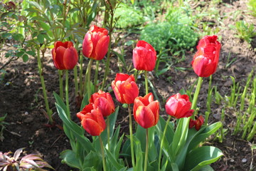 Multicolored tulips bloom in a flower bed on a sunny spring day