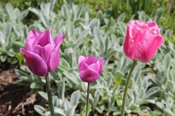Multicolored tulips bloom in a flower bed on a sunny spring day