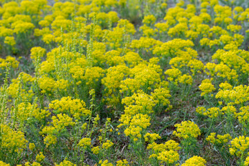 Euphorbia cyparissias, cypress spurge flowers