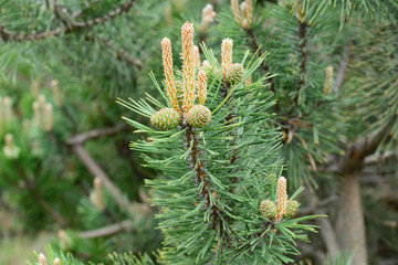 pinus mugo, pine young cones and shoots on tree branches