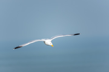 Larus argentatus-Gull flying in the sky