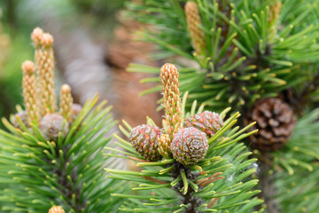 pinus mugo, pine young cones and shoots on tree branches