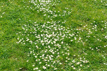 Daisies in the lawn of a garden