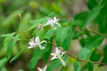 honeysuckle white flowers on twig