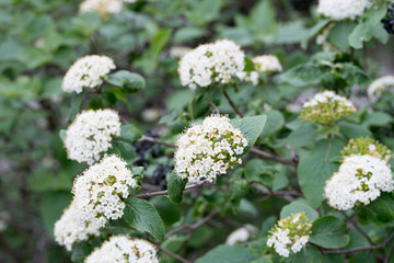cornus sanguinea, common dogwood,  bloody dogwood white flowers