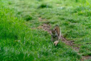 Obraz premium リス